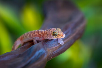 Closeup  Beautiful gecko in the garden