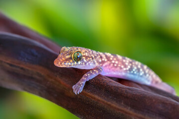 Closeup  Beautiful gecko in the garden