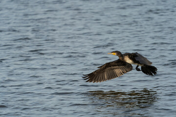 Double Crested Cormorant in flight close to water with natural background. Blurred background. Selective focus.