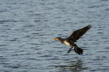 Double Crested Cormorant in flight close to water with natural background. Blurred background. Selective focus.