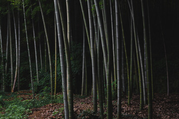 bamboo forest in the morning in china