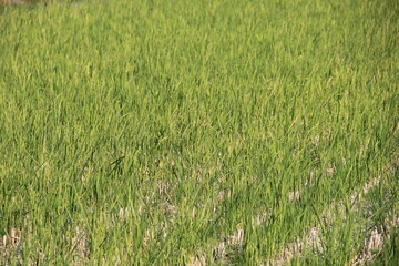 丈の短い作物が列をなして成長している畑