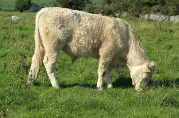Charolais breed bullock grazing on farmland in rural Ireland during summertime
