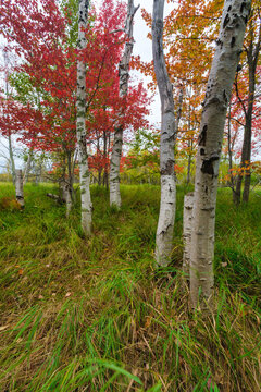 Autumn, Sieur de Monts Nature Center area, Acadia National Park, Maine