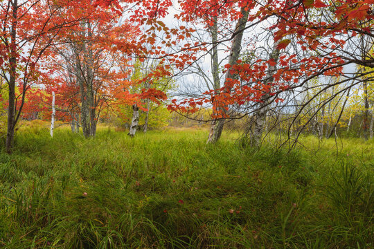 Autumn, Sieur de Monts Nature Center area, Acadia National Park, Maine