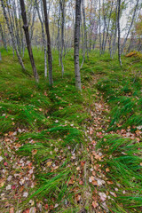 Sieur de Monts Nature Center area, Acadia National Park, Maine