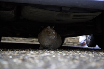 Cat under car