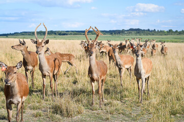 A flock of deer walking on the deer farm. Selective focus. 