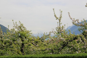 apple blossom in spring South-Tirol in the alps