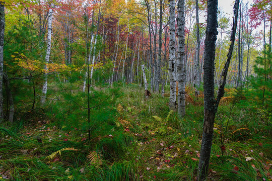 Sieur de Monts Nature Center area, Acadia National Park, Maine