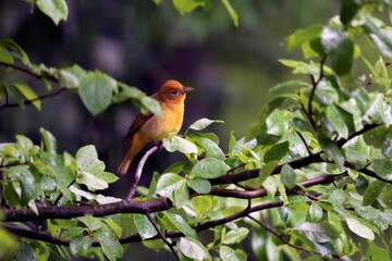 Summer tanager female in tree on rainy day Piranga rubra