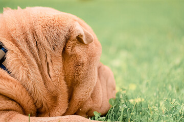 .Beautiful sharpei puppy lies on the green grass in the park on a leash.