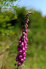 Close-up of a wild bellflower flower in the Vosges Mountains.