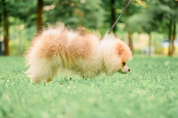 Little spitz puppy walks on a leash in the park on the green grass.