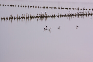 birds looking for food in a lake
