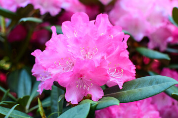 Blooming pink rhododendron bush close-up.
