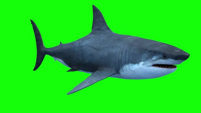 shark on green background render 3d
