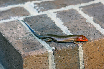Macro young male orange brown and blue Five-lined Skink Eumeces fasciatus lying on red and brown bricks in shade