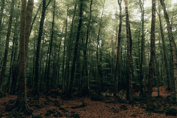 Horizontal photo of quiet forest with tall green trees in la fageda d'en Jordà