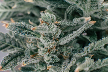 Pot green flower. Macro trichomes of cannabis. Fresh green weed In details. Sativa CBD THC in Pot.