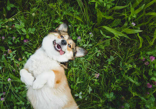 happy and funny, smiling welsh corgi pembroke dog laying down on a grass, with a tongue out, laying down on the back