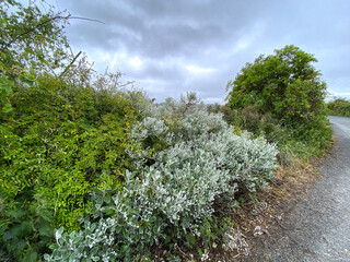 Obraz premium Wild country hedgerow, with wild plants, green and white leaves, and other bushes, next to the road near, Denholme, Bradford, UK 