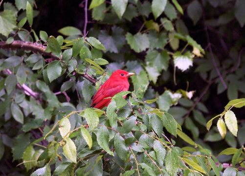 Red Male Summer tanager in green tree on rainy day Piranga rubra