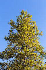 The crown of the sycamore tree (Platanus acerifolia) against the blue sky. Crimea. Fall