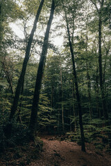 Vertical photo of calm forest with green and tall trees in the fageda d'en Jordà