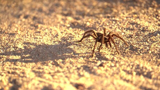 Tarantula in the desert