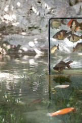 Over water fish tank with fishes inside