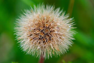 Close up photo of dandelion with water drops on it.