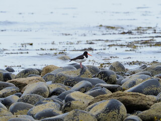 Oyster catcher birds on the beach
