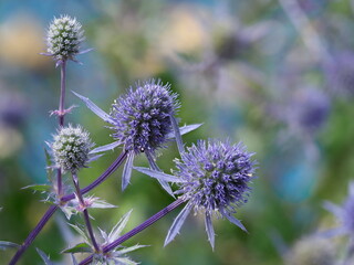 blue erygnium thistles with bee