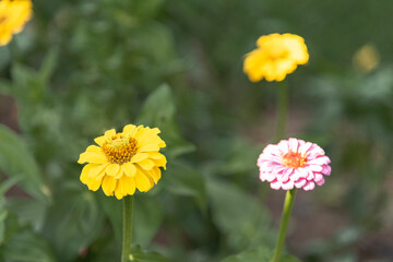 Yellow flower in the garden on a green background.
