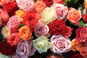 Colorful wedding roses