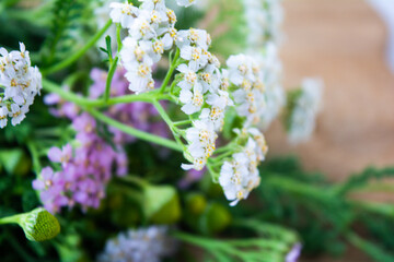 Meadow medical herbs - Chamomile and Achillea. Alternative medicine herbal grass