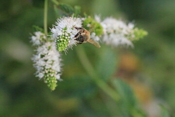 Bee on Mint flower_4465