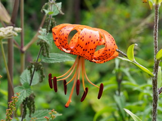 orange tiger lily