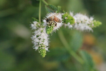 Bee on Mint flower_4467