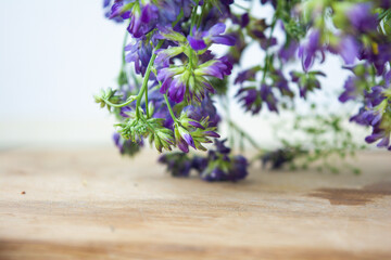 Vicia cracca or tufted vetch, bird or blue vetch and boreal vetch