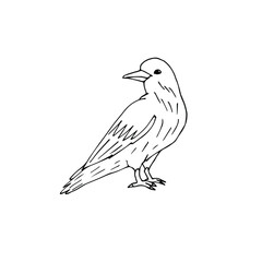 Vector hand drawn doodle sketch raven isolated on white background