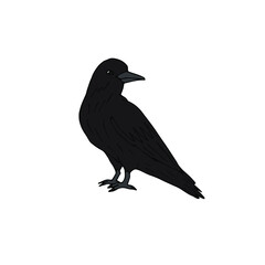 Vector hand drawn doodle sketch colored raven isolated on white background