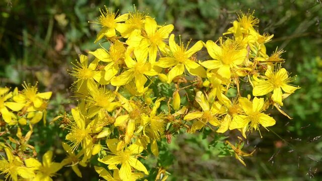 St. John&acute;s Wort in blossom. Blooming yellow flowers on mountain at summer. Bunch of Hypericum perforatum on the meadow. Close up of perforate St John's-of on the field in nature. 