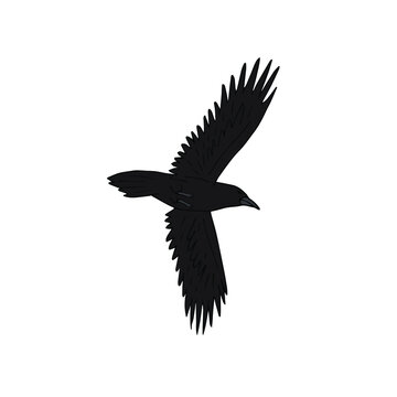 Vector hand drawn doodle sketch colored flying raven isolated on white background