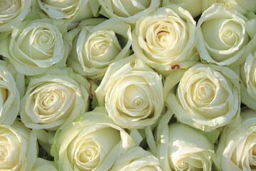 Group of white roses, wedding decorations