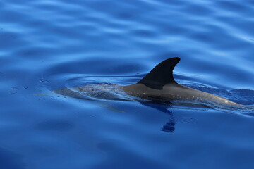 Dorsal fin of  atlantic spotted dolphin, Stenella frontalis