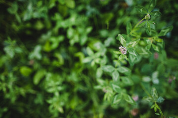 
Shamrock with purple flowers  close up