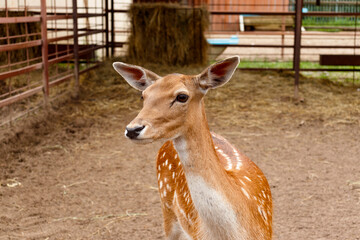 Close-up photo of a young sika deer (Cervus nippon), wildlife and animals.