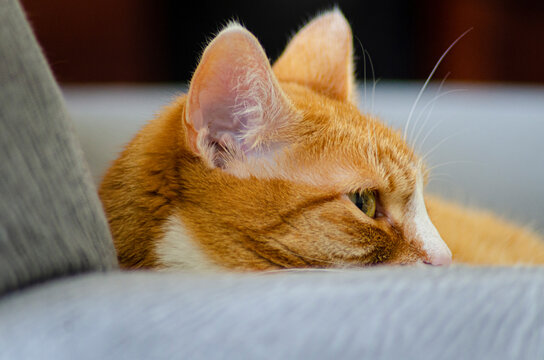 Close Up Of A Ginger Cat Head